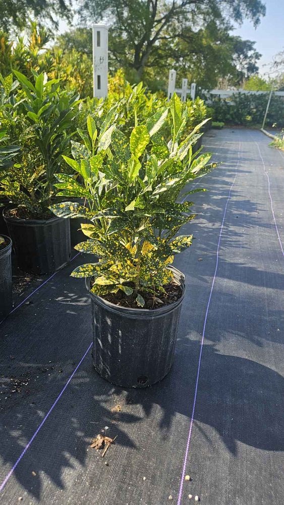 codiaeum-variegatum-gold-dust-croton