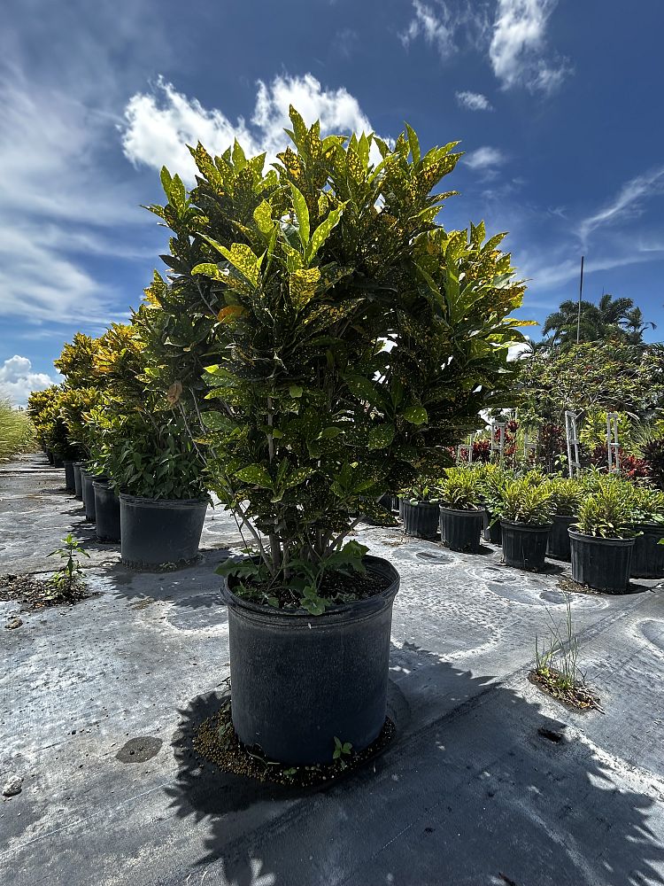 codiaeum-variegatum-gold-dust-croton