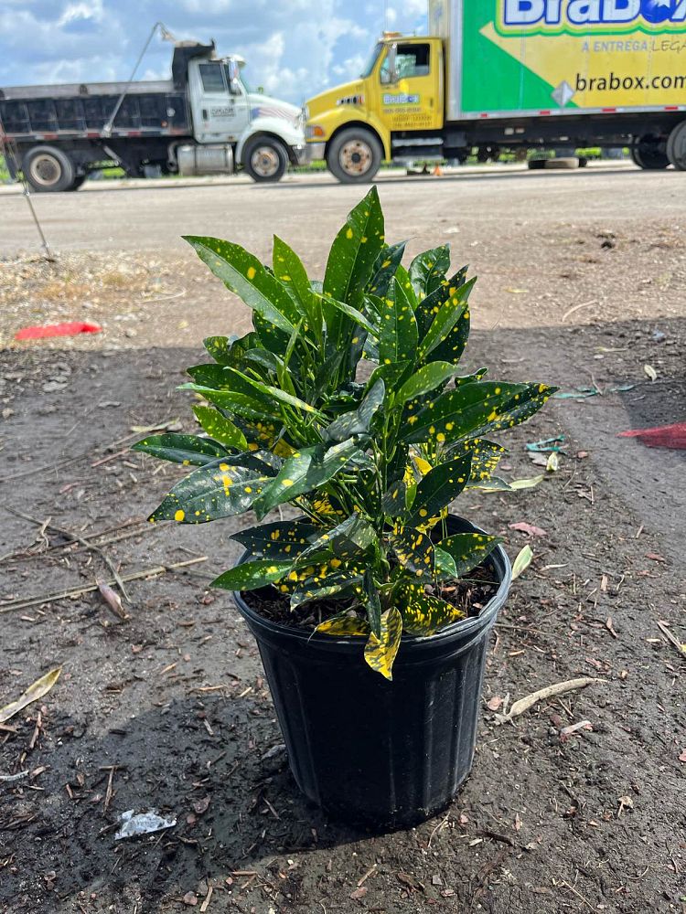 codiaeum-variegatum-gold-dust-croton