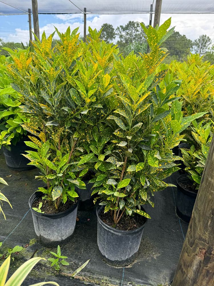 codiaeum-variegatum-gold-dust-croton