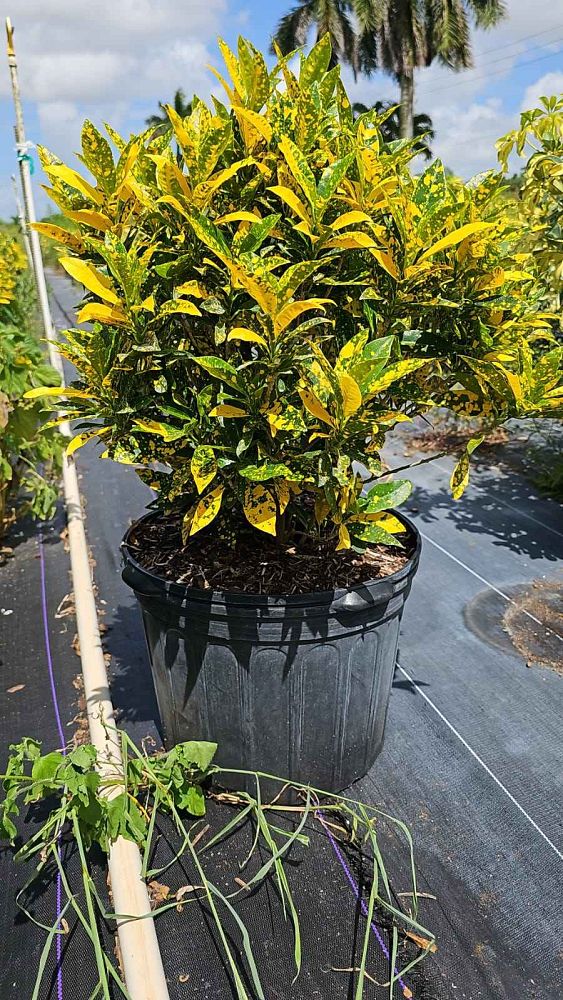 codiaeum-variegatum-gold-dust-croton