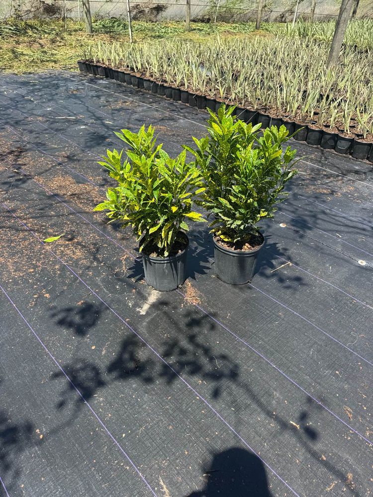 codiaeum-variegatum-gold-dust-croton