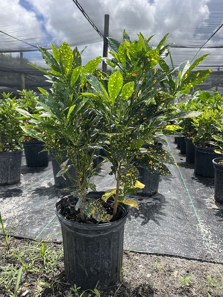 codiaeum-variegatum-gold-dust-croton