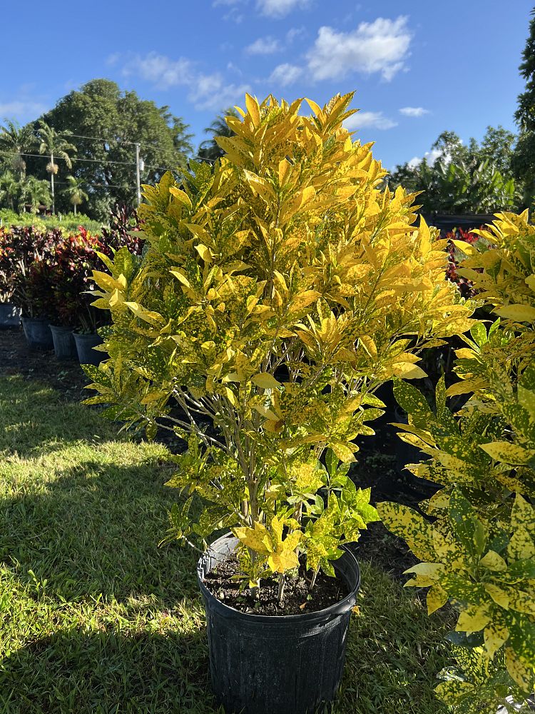 codiaeum-variegatum-gold-dust-croton