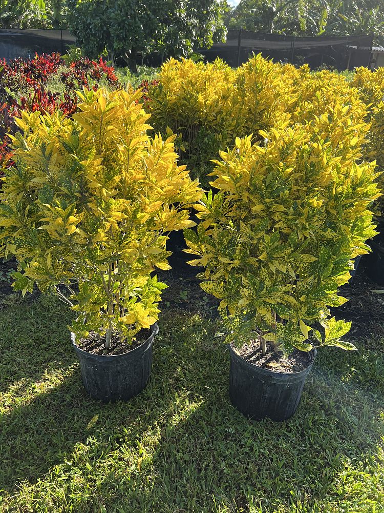 codiaeum-variegatum-gold-dust-croton
