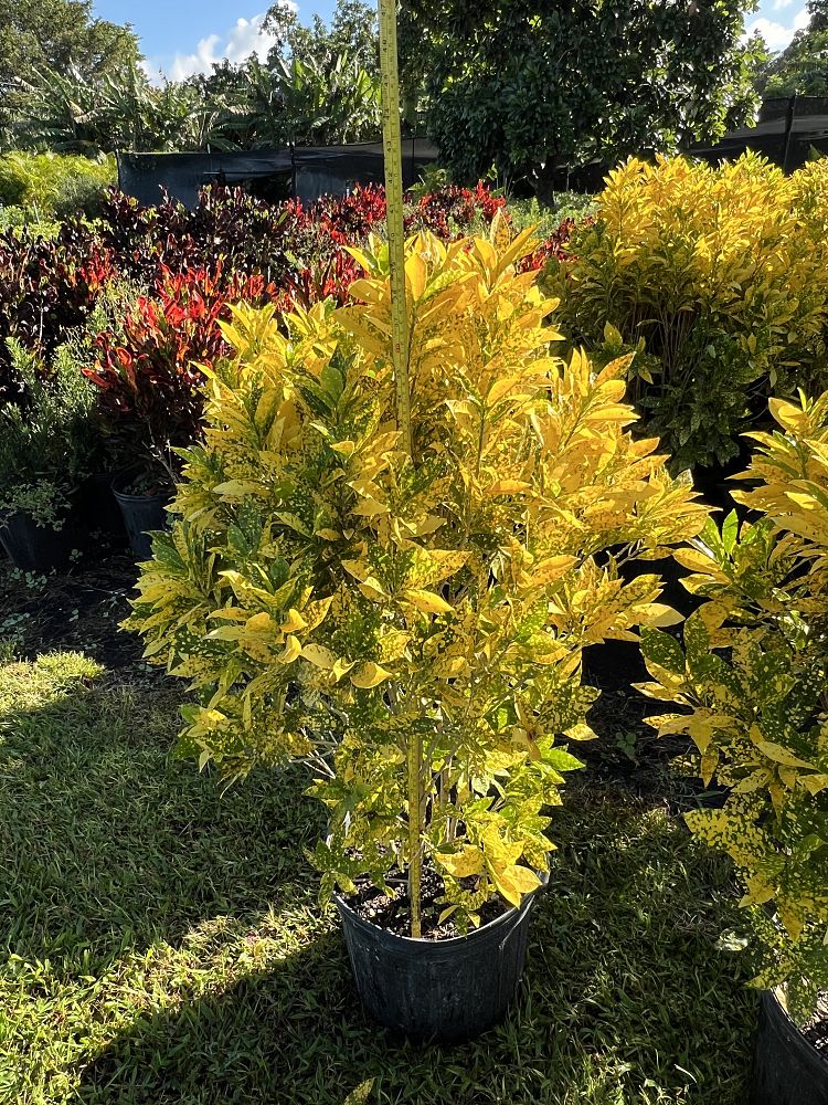 codiaeum-variegatum-gold-dust-croton