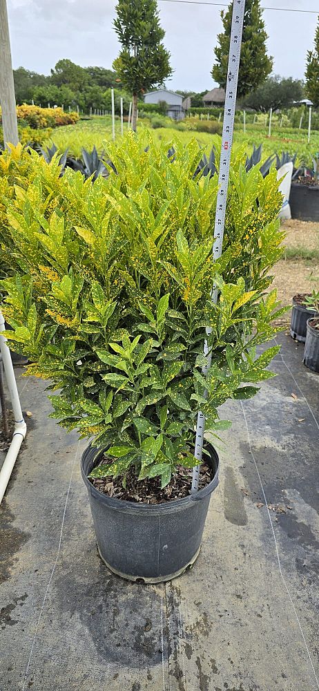 codiaeum-variegatum-gold-dust-croton