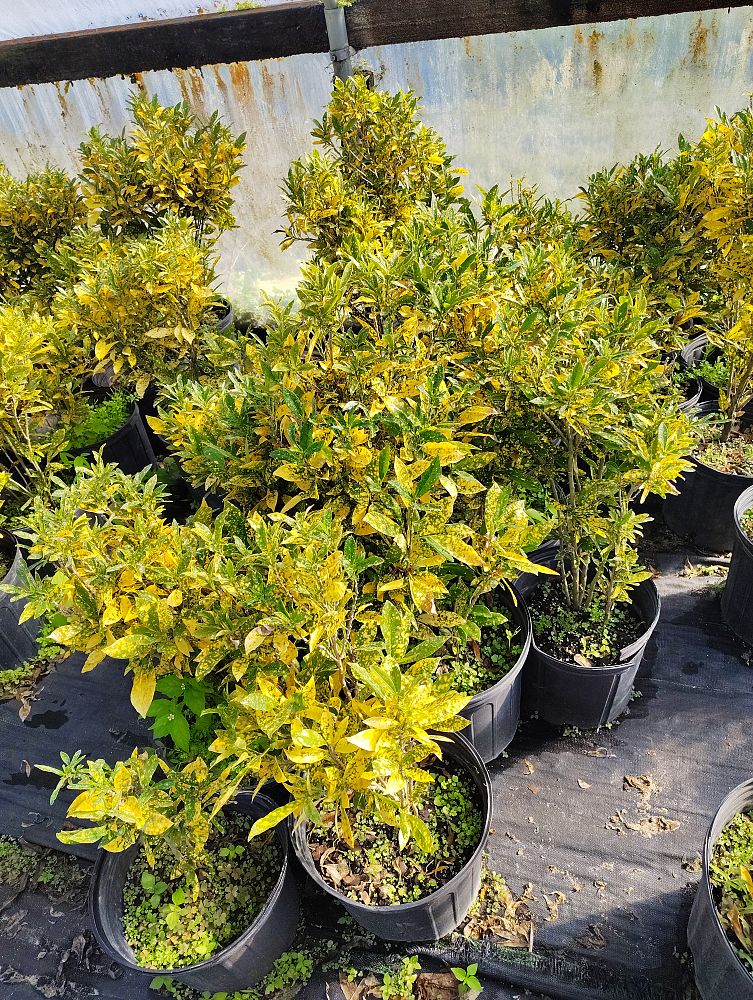 codiaeum-variegatum-gold-dust-croton