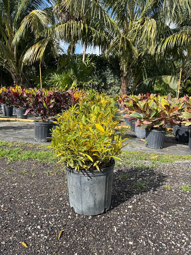 codiaeum-variegatum-gold-dust-croton