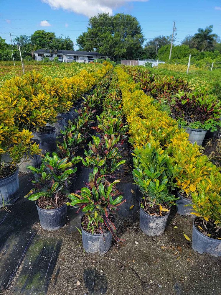 codiaeum-variegatum-gold-dust-croton
