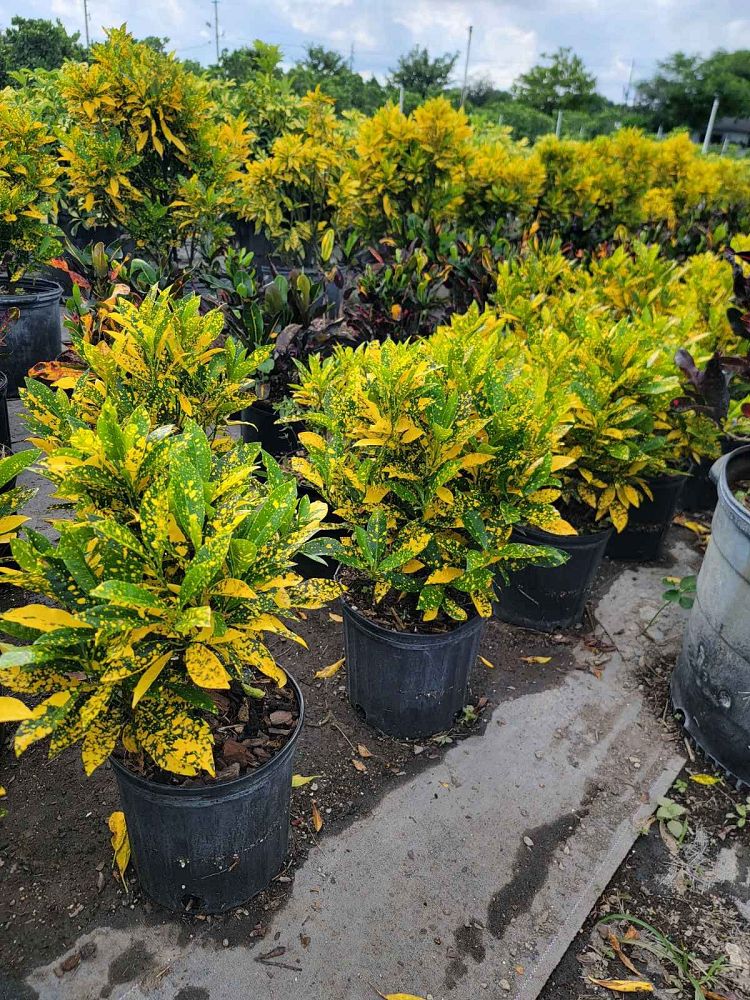 codiaeum-variegatum-gold-dust-croton