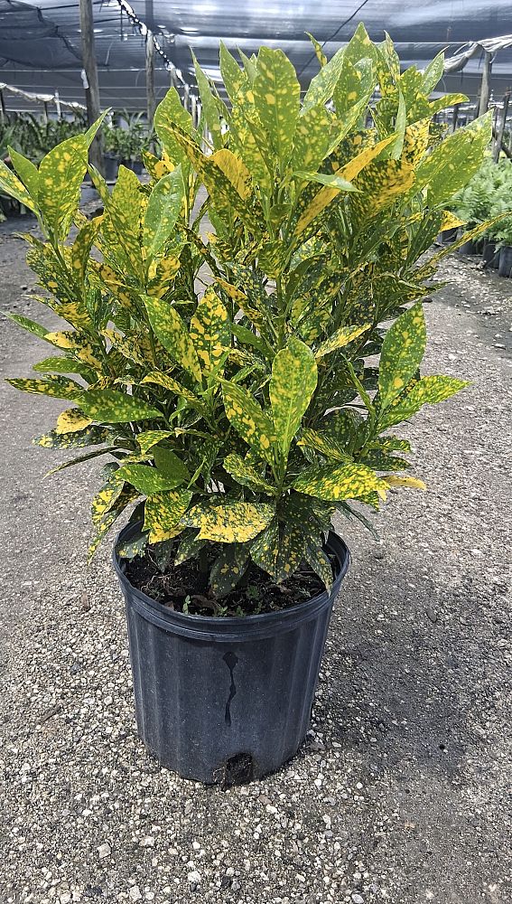 codiaeum-variegatum-gold-dust-croton
