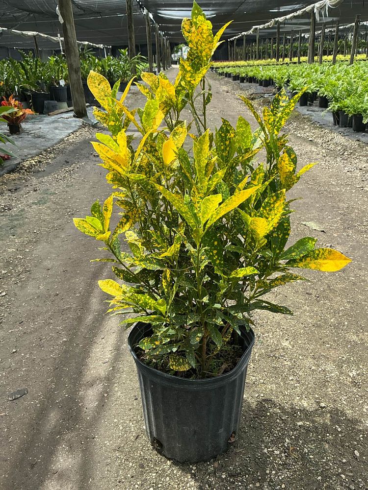 codiaeum-variegatum-gold-dust-croton