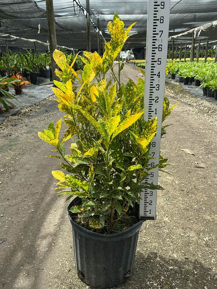 codiaeum-variegatum-gold-dust-croton
