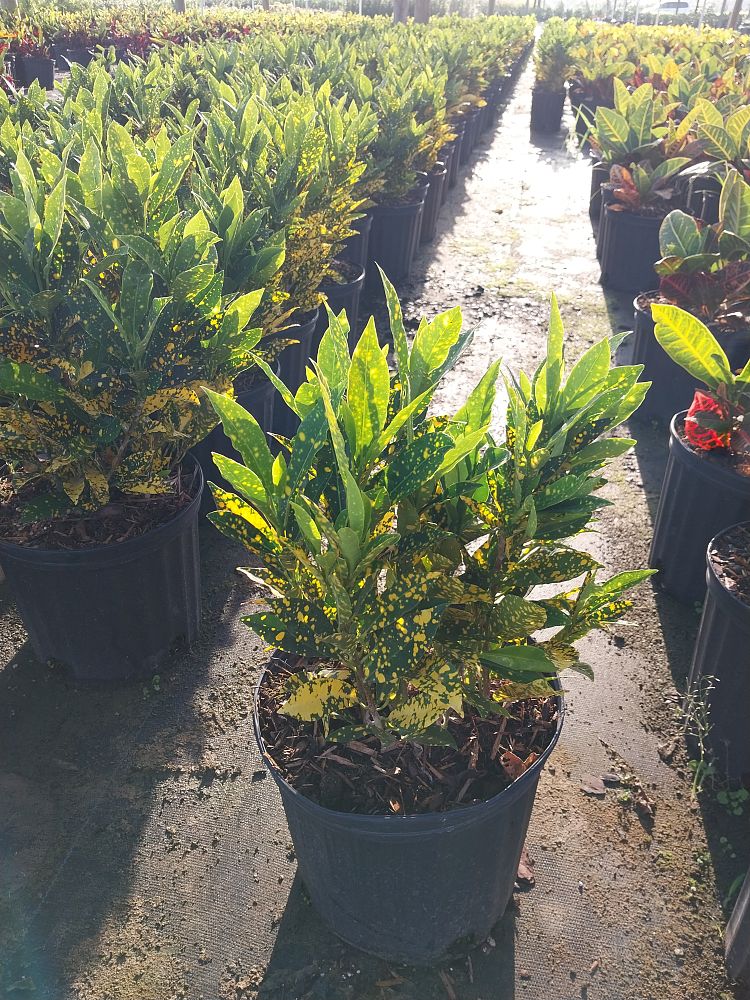 codiaeum-variegatum-gold-dust-croton