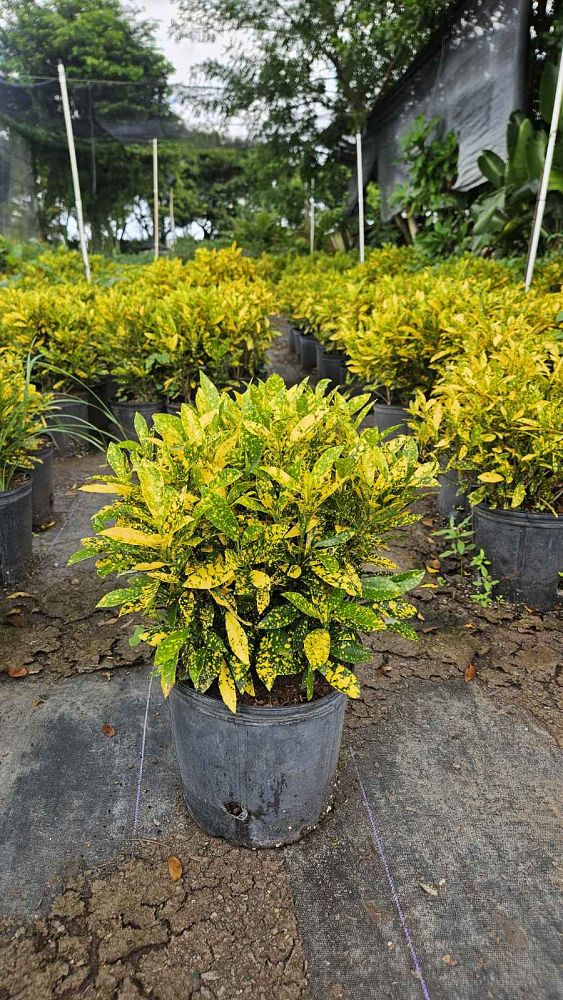 codiaeum-variegatum-gold-dust-croton
