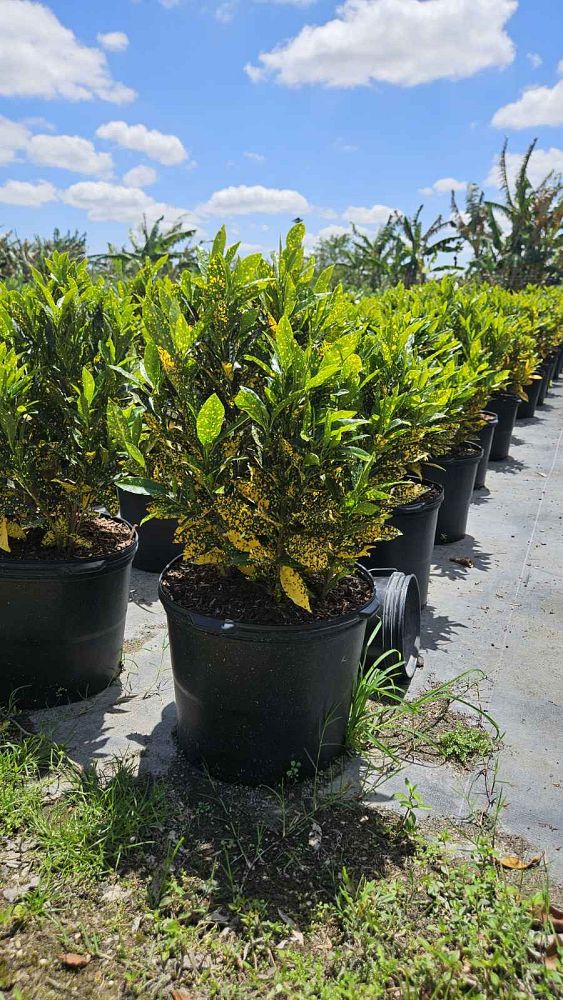 codiaeum-variegatum-gold-dust-croton