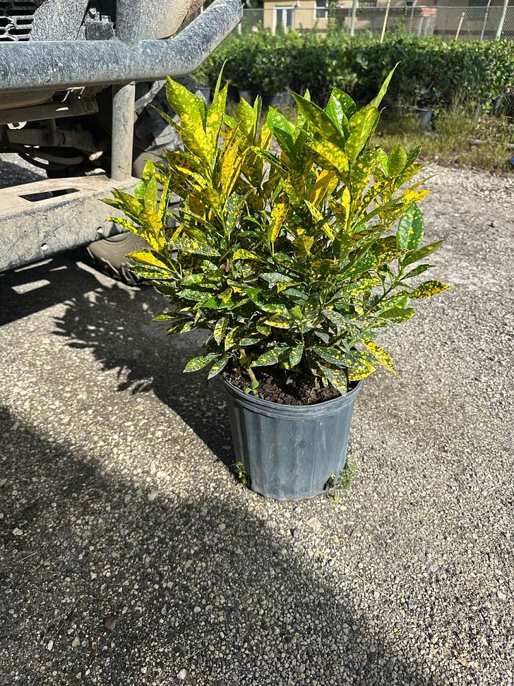 codiaeum-variegatum-gold-dust-croton