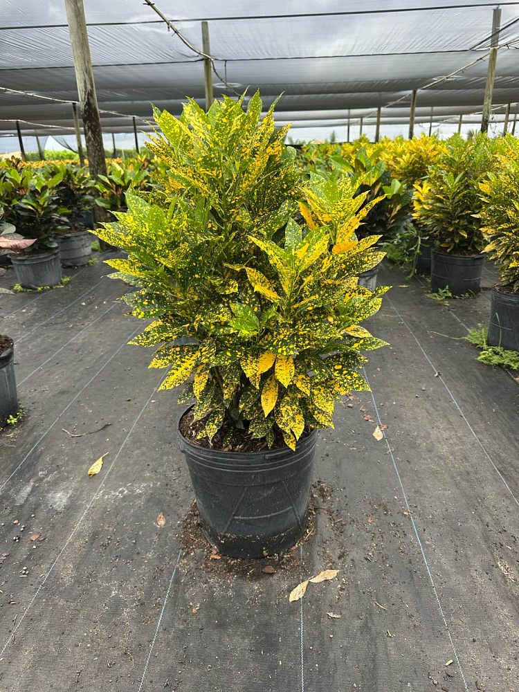 codiaeum-variegatum-gold-dust-croton