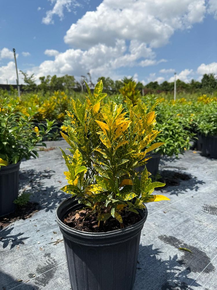 codiaeum-variegatum-gold-dust-croton
