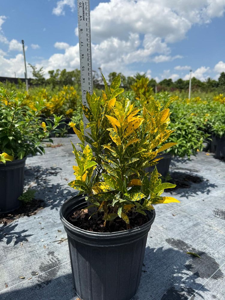 codiaeum-variegatum-gold-dust-croton