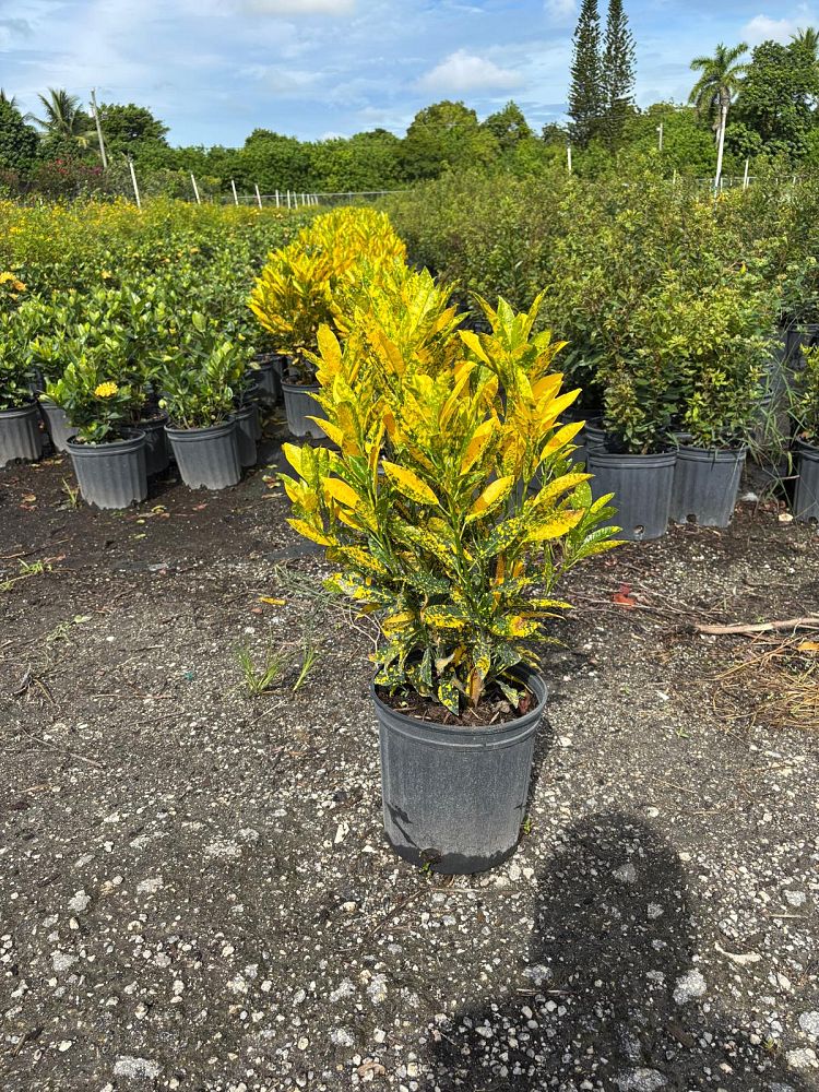 codiaeum-variegatum-gold-dust-croton