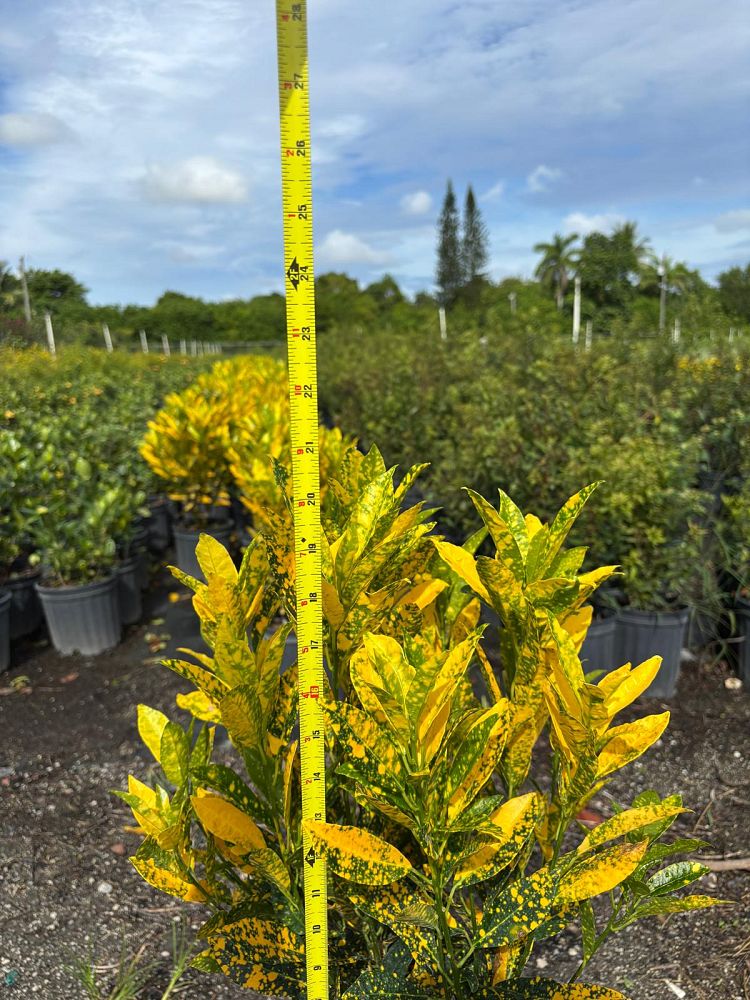 codiaeum-variegatum-gold-dust-croton