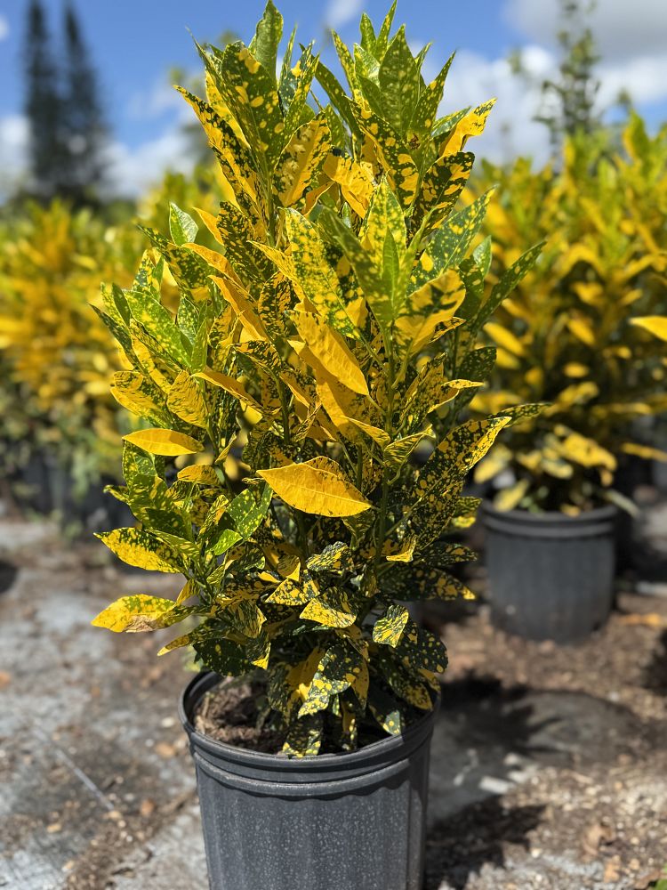 codiaeum-variegatum-gold-dust-croton