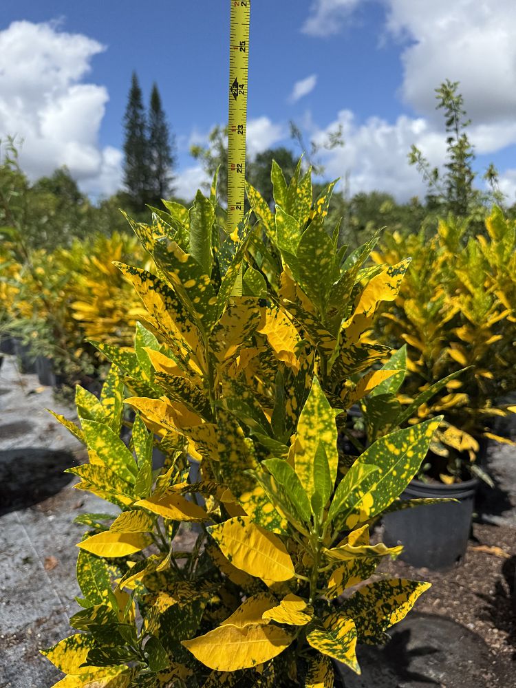 codiaeum-variegatum-gold-dust-croton
