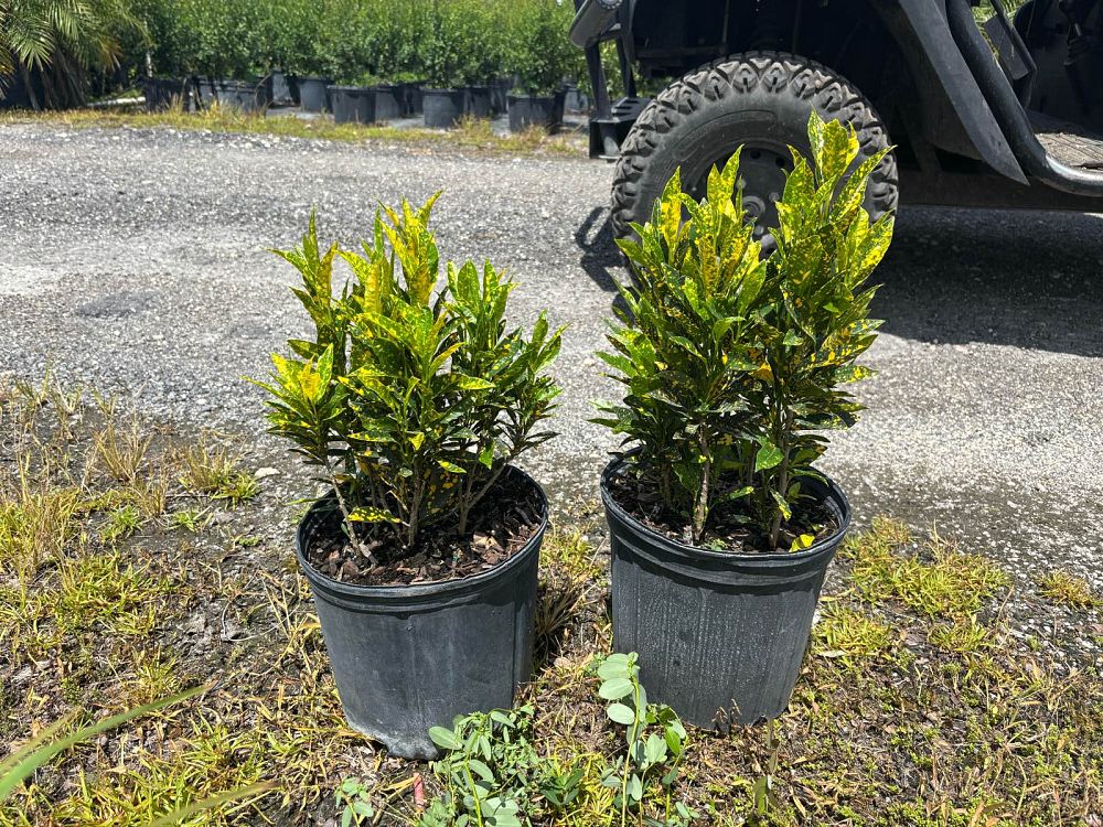 codiaeum-variegatum-gold-dust-croton