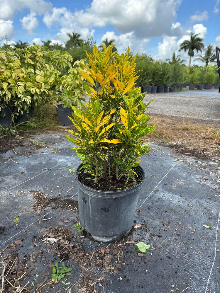 codiaeum-variegatum-gold-dust-croton