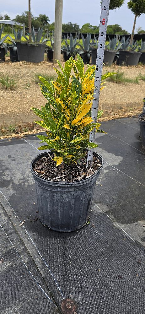 codiaeum-variegatum-gold-dust-croton