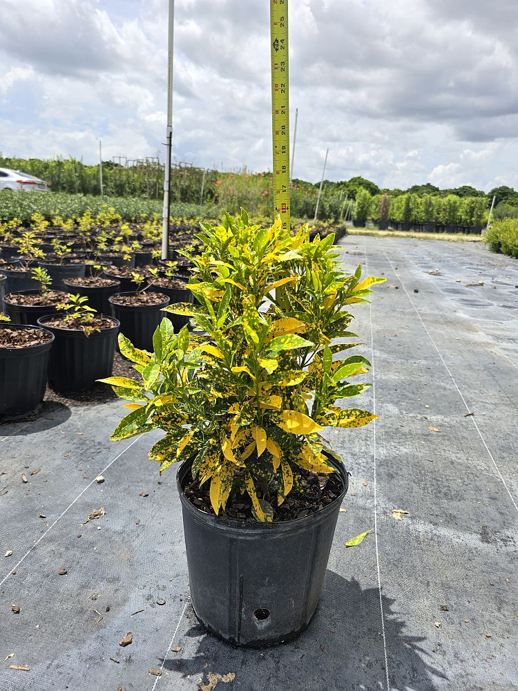 codiaeum-variegatum-gold-dust-croton