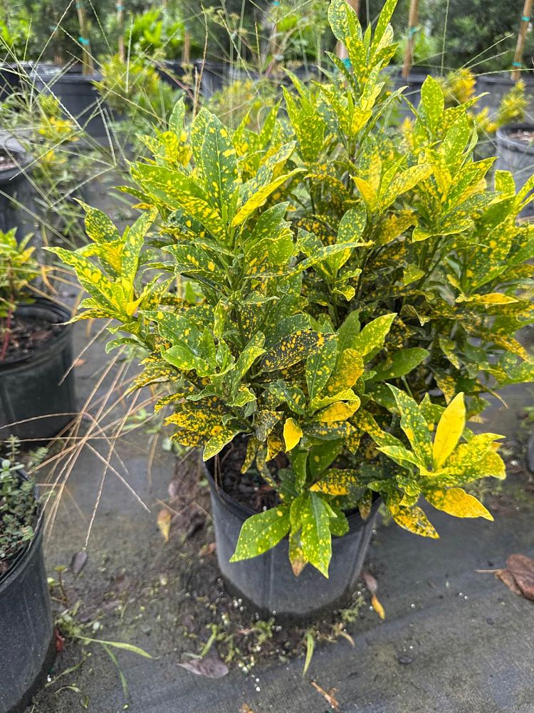 codiaeum-variegatum-gold-dust-croton