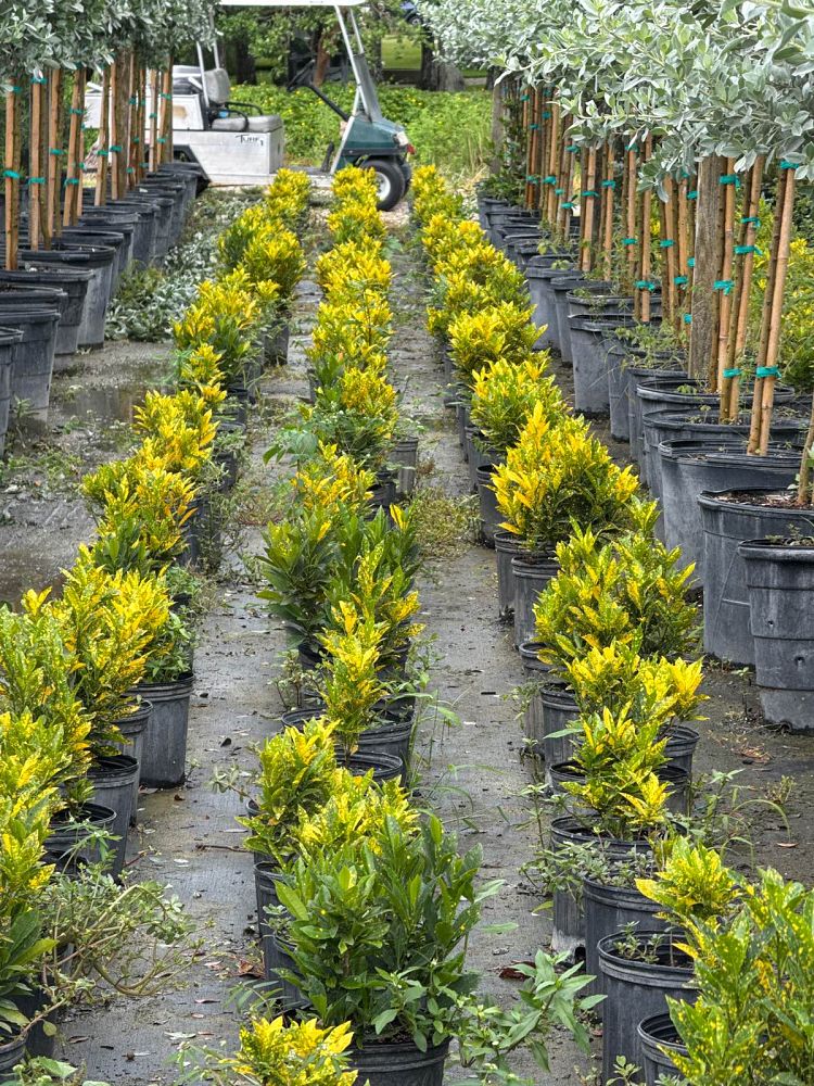 codiaeum-variegatum-gold-dust-croton