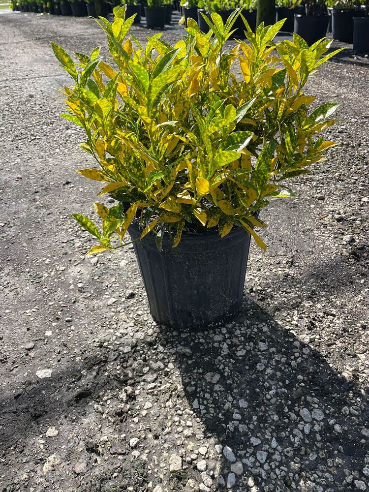 codiaeum-variegatum-gold-dust-croton