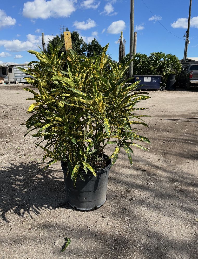 codiaeum-variegatum-gold-dust-croton