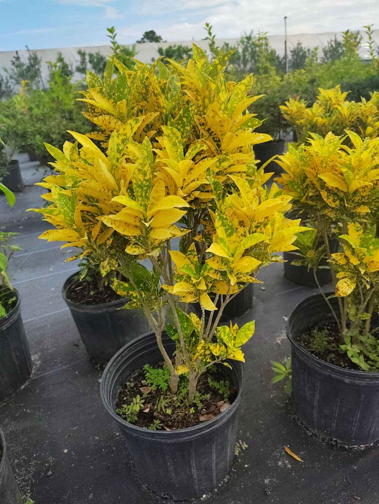 codiaeum-variegatum-gold-dust-croton