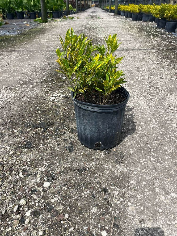 codiaeum-variegatum-gold-dust-croton