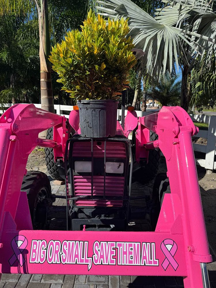 codiaeum-variegatum-gold-dust-croton