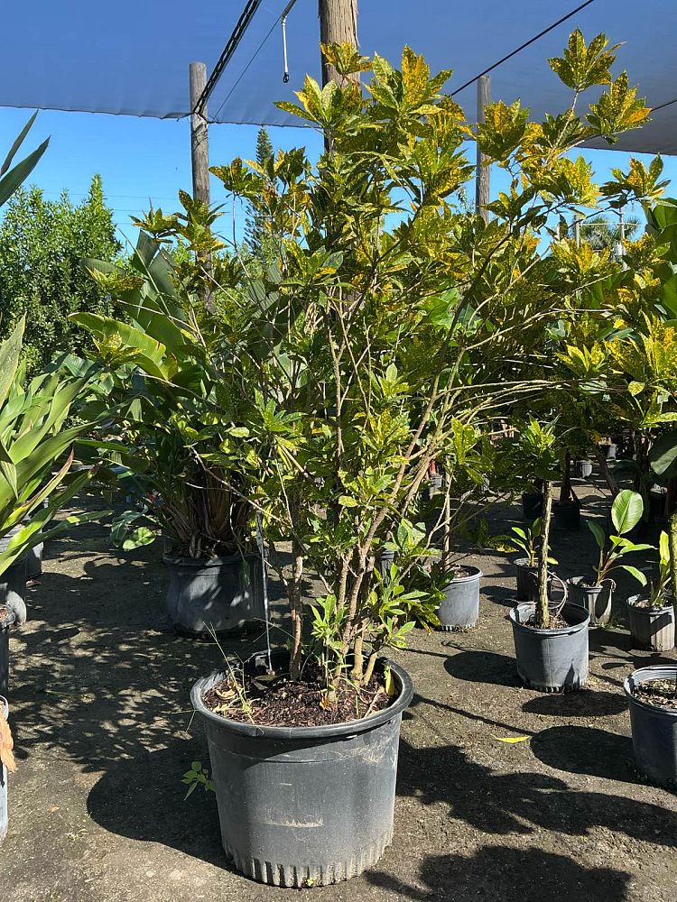 codiaeum-variegatum-gold-dust-croton