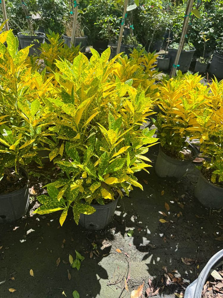 codiaeum-variegatum-gold-dust-croton