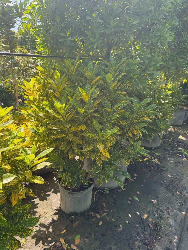 codiaeum-variegatum-gold-dust-croton