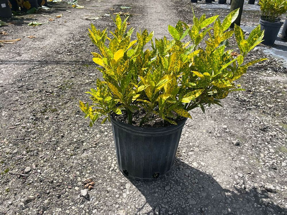 codiaeum-variegatum-gold-dust-croton