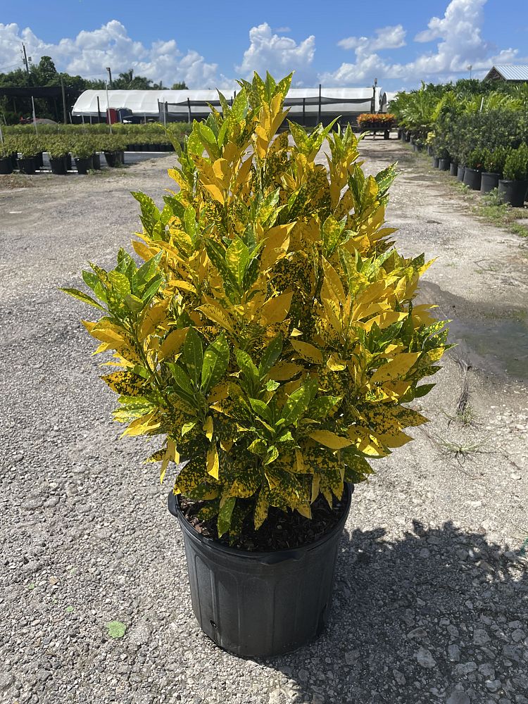 codiaeum-variegatum-gold-dust-croton