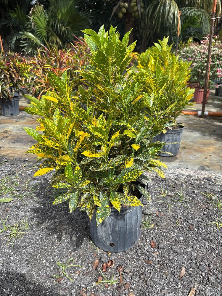 codiaeum-variegatum-gold-dust-croton