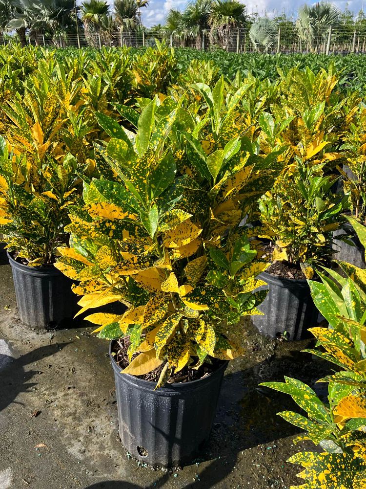 codiaeum-variegatum-gold-dust-croton