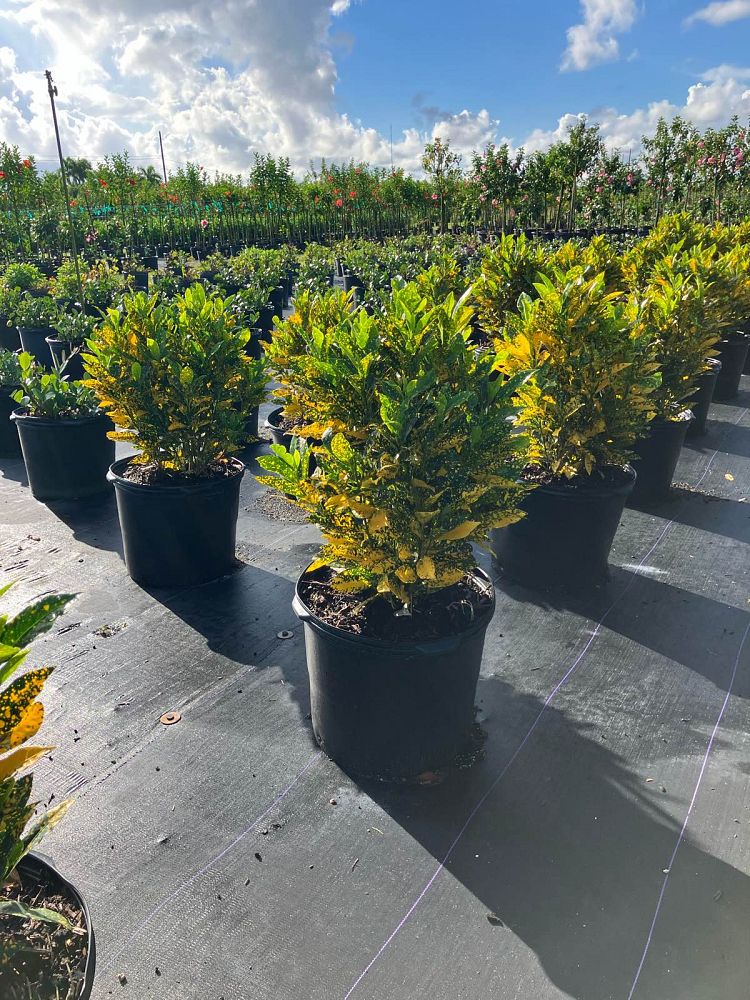 codiaeum-variegatum-gold-dust-croton