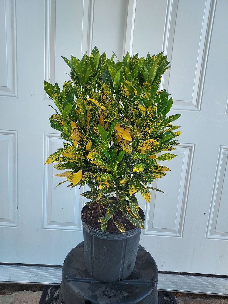 codiaeum-variegatum-gold-dust-croton