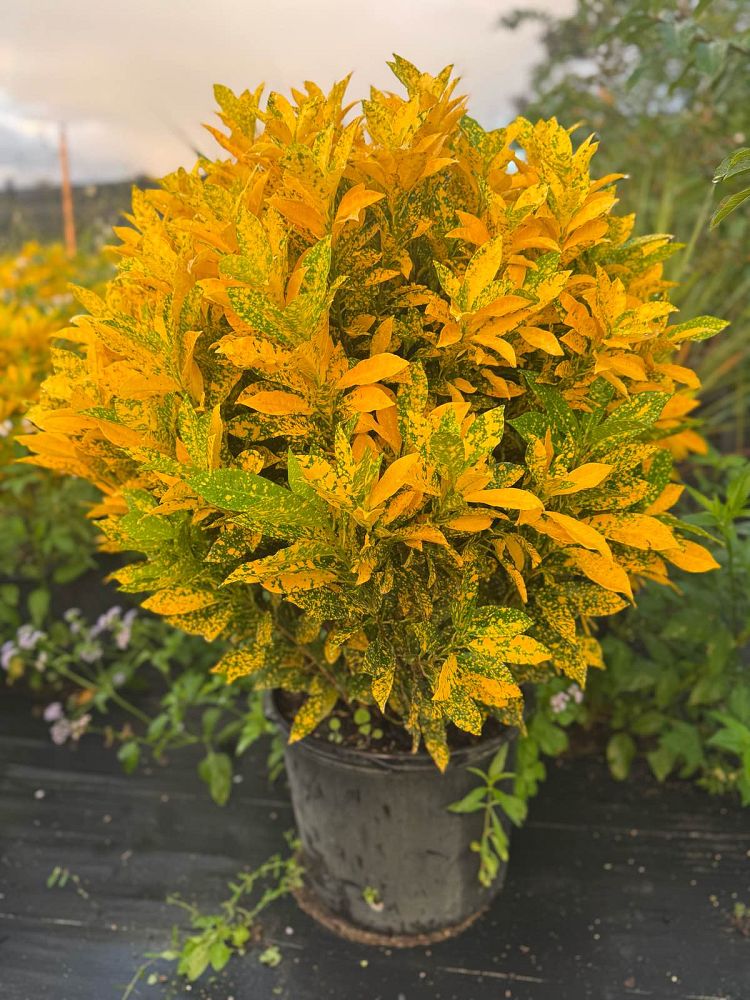 codiaeum-variegatum-gold-dust-croton